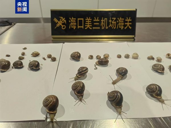 网上配资门户网 严防有害生物入侵 海口海关查获进境“异宠”活体蜗牛