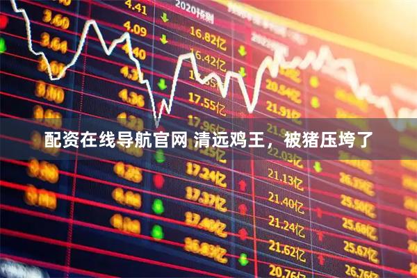 配资在线导航官网 清远鸡王，被猪压垮了